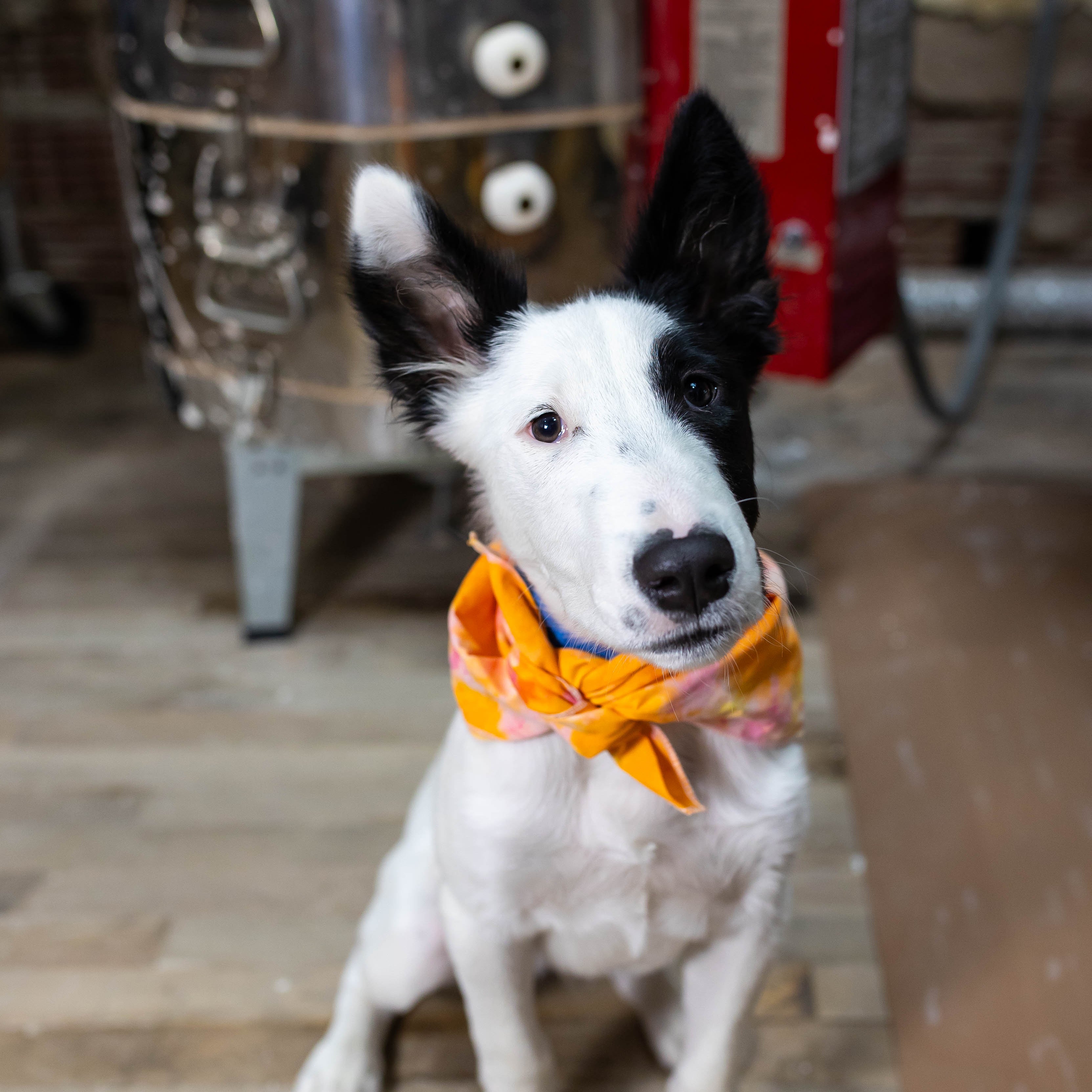 Wandering Bud Team member Casper the dog