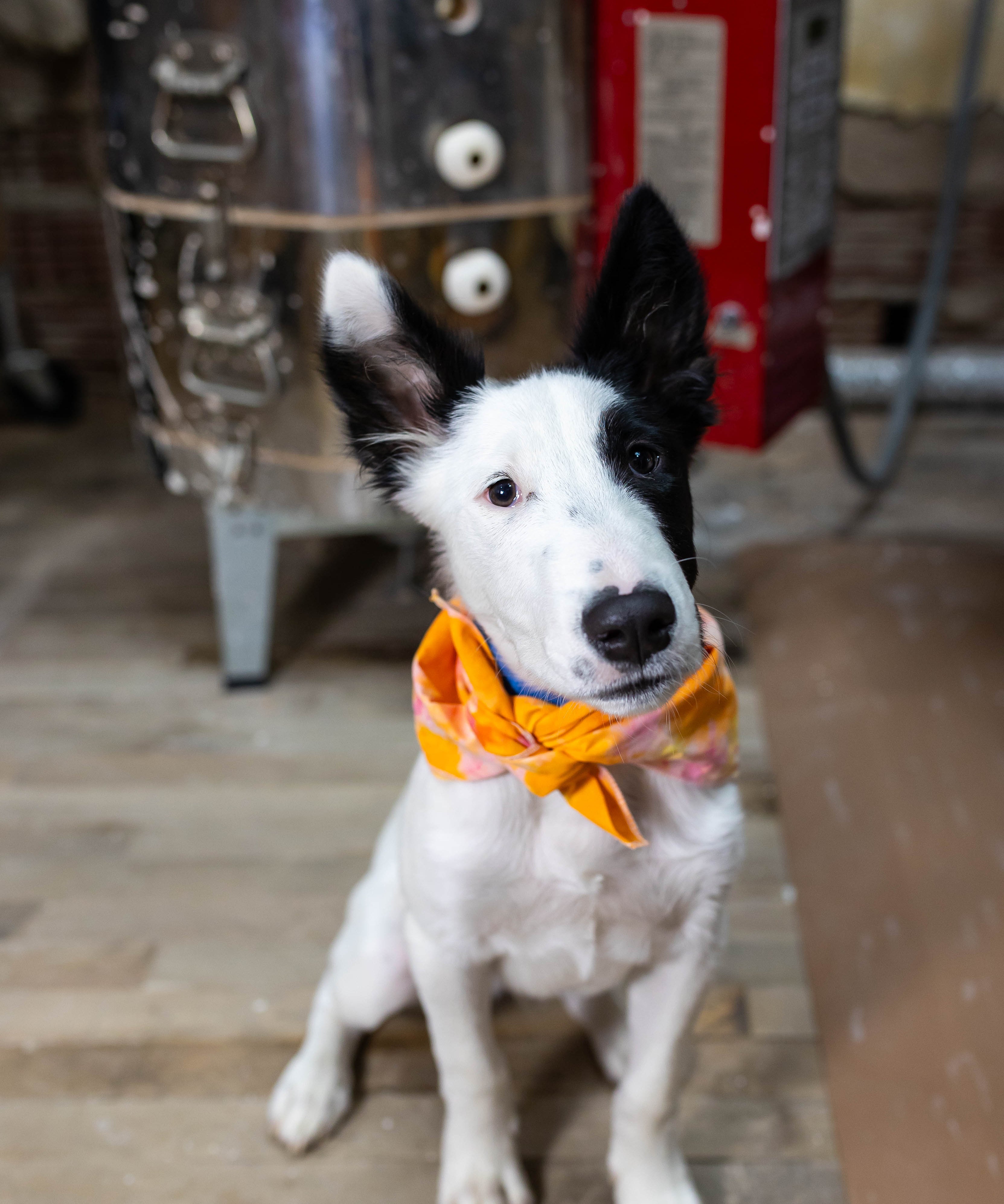 Wandering Bud Team member Casper the dog