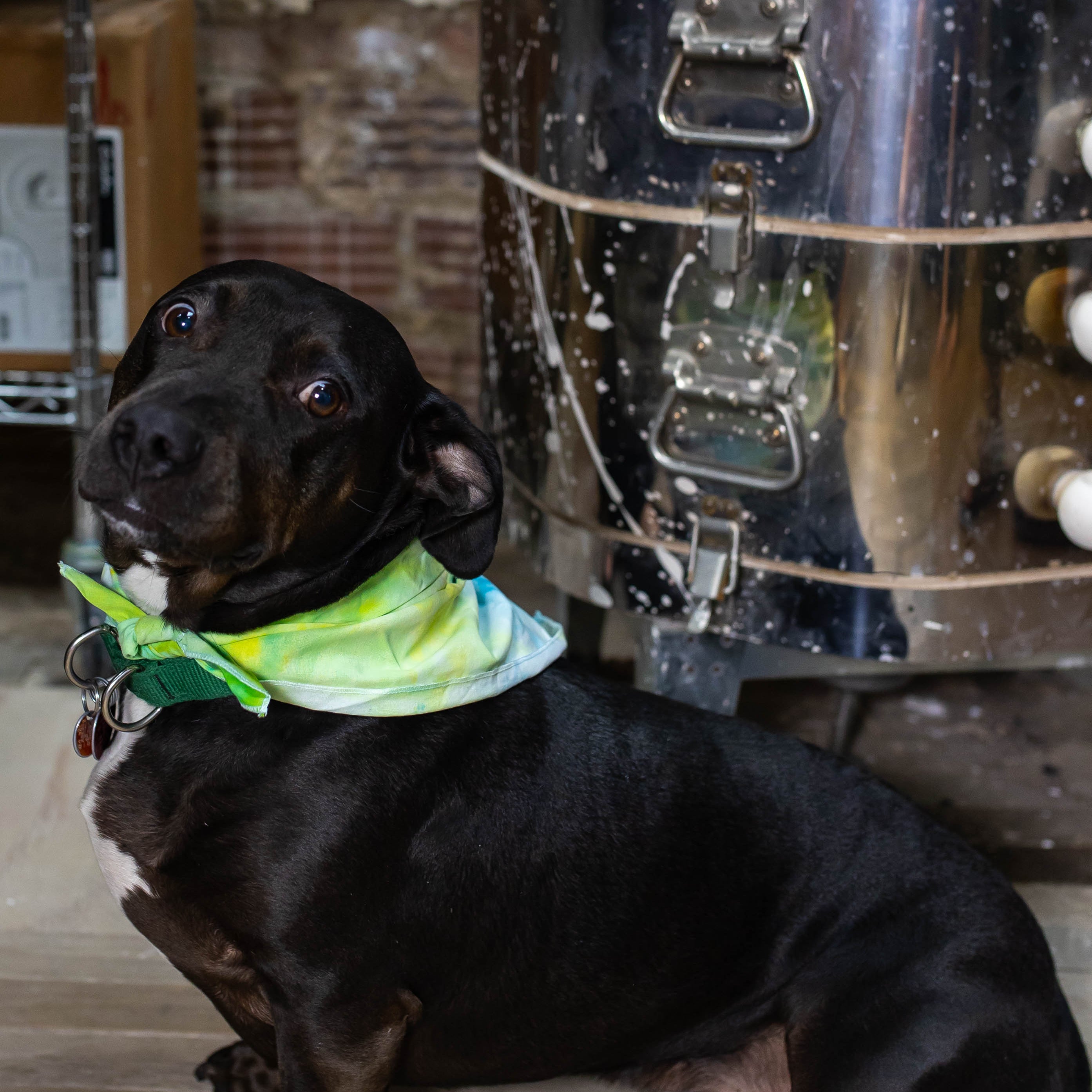 Wandering Bud Team member Vinny the dog