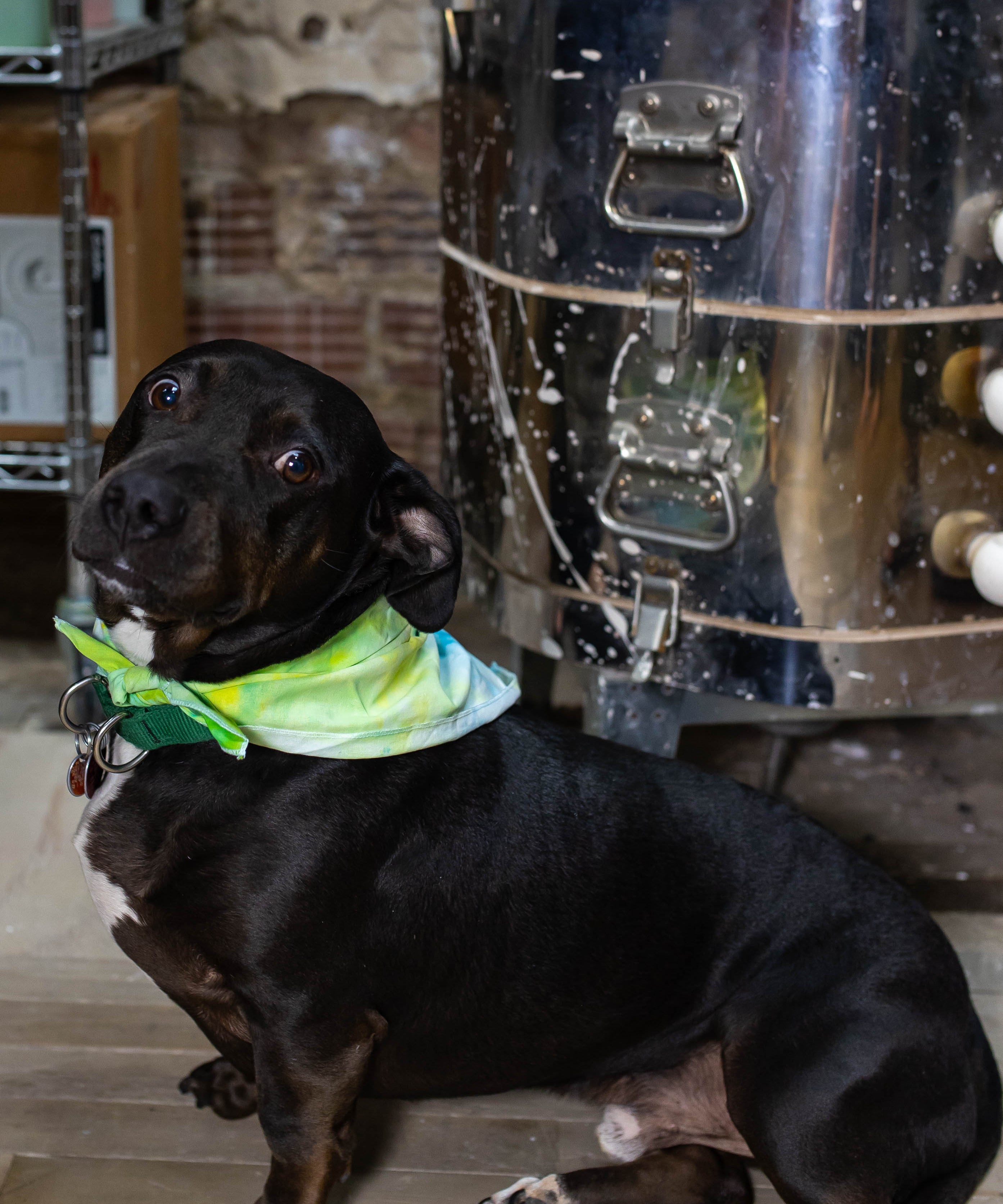 Wandering Bud Team member Vinny the dog