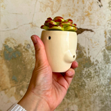 Smooth Plant Pipe