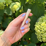Sprout Pipe in Vanilla Bean